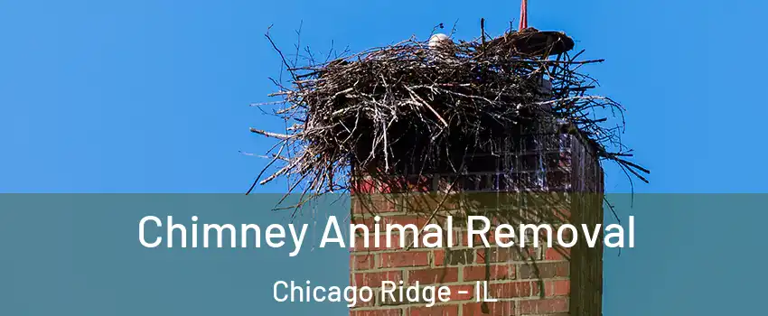  Chimney Animal Removal Chicago Ridge - IL