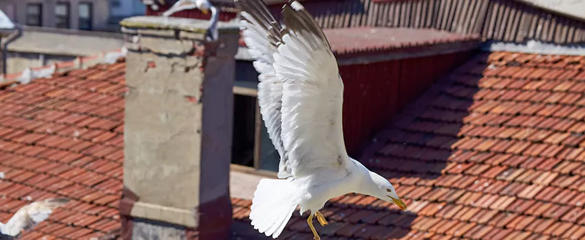 Residential Chimney Animal Removal Solution in Chicago Ridge, IL